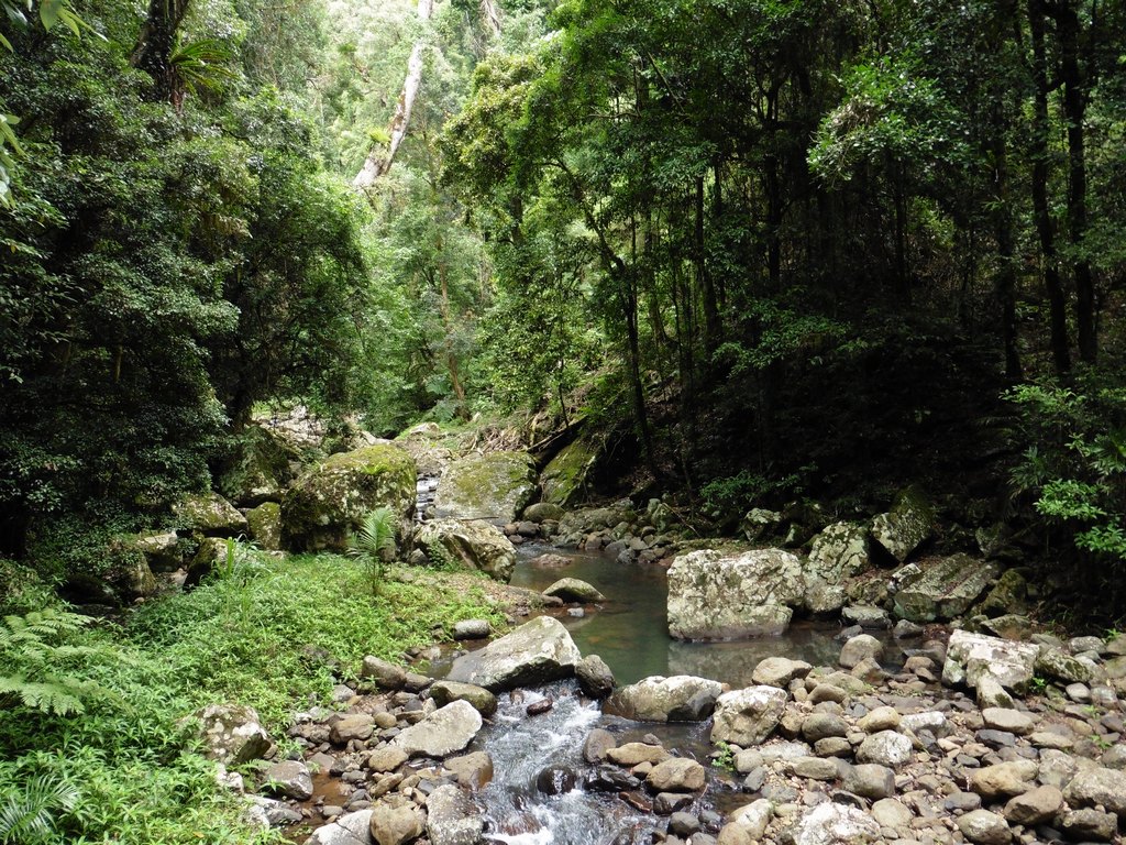 Gold Coast: Springbrook National Park